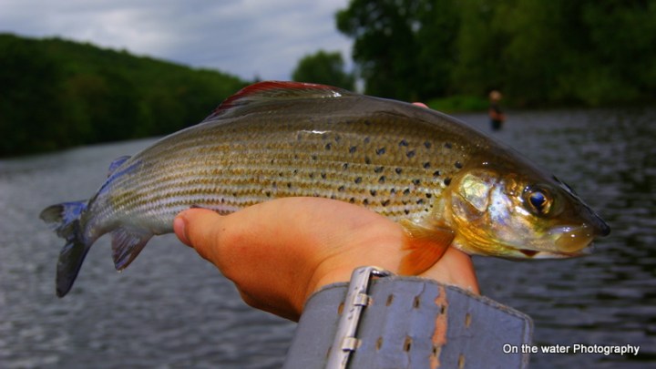 Grayling