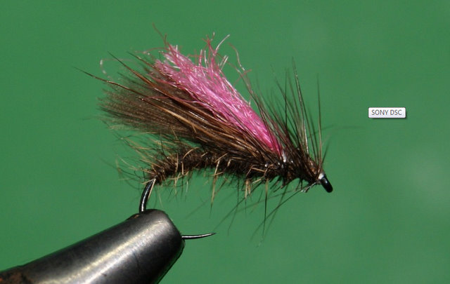 sedge1
