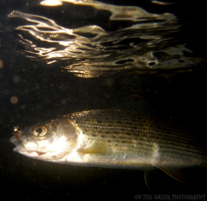 Grayling-underwater
