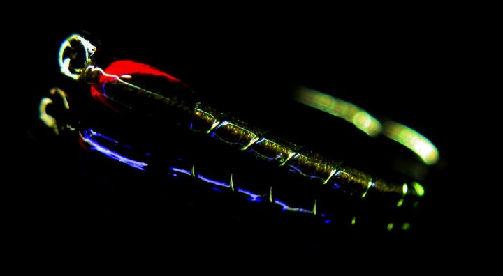 ronsfishing-garnffrwyd