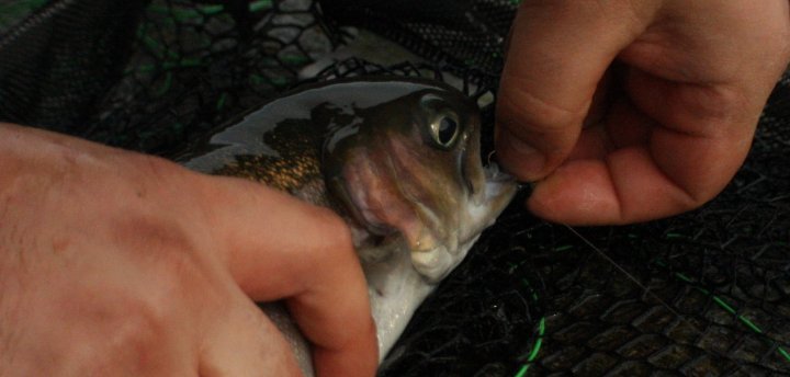 ronsfishing-garnffrwyd