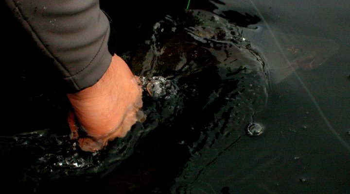 ronsfishing-garnffrwyd