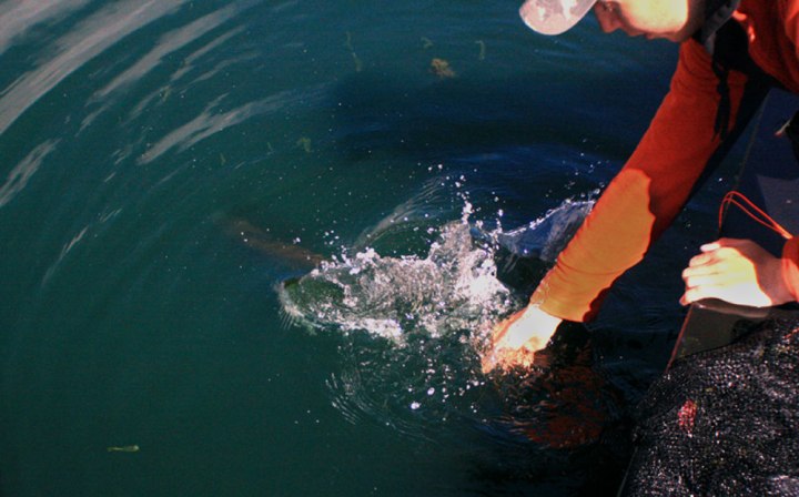 Fish release ronsfishing