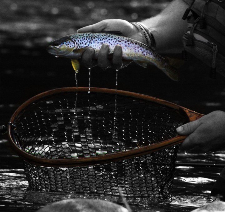 terry-fish-ronsfishing