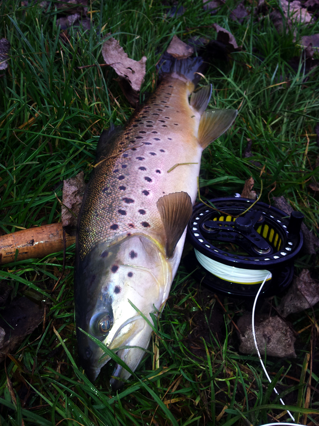 Ronsfishing Test Brown Trout Click here to view larger