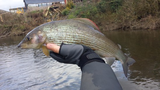 Ronsfishing Big Grayling 