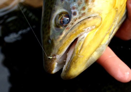 Fulling Mill Flies Early Season Trout