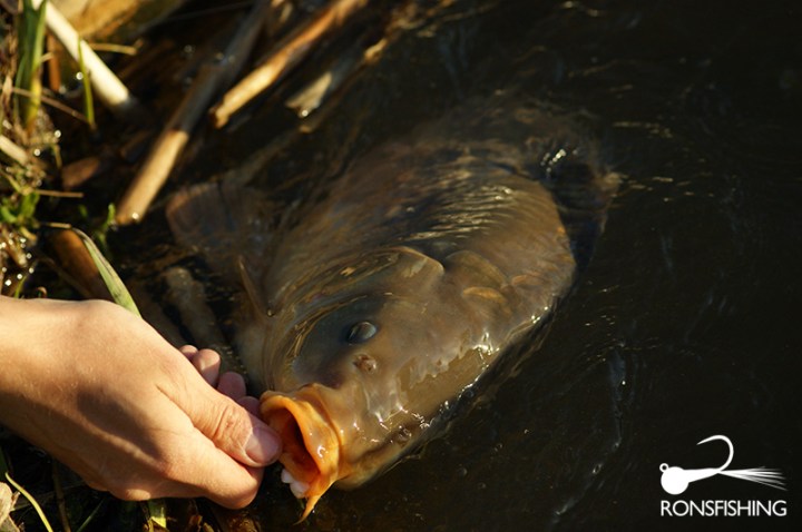 Kieron Jenkins Fly Fishing For Carp
