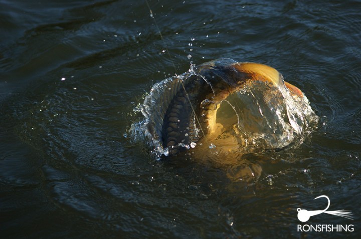 Kieron Jenkins Fly Fishing For Carp