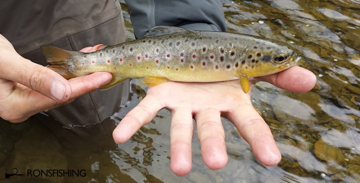 River Cothi Brown Trout