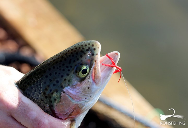 Ronsfishing Bloodworm
