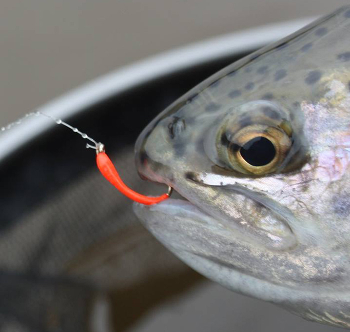 Kieron Ronsfishing Buzzer Article