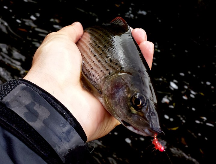 Grayling Fishing Ronsfishing