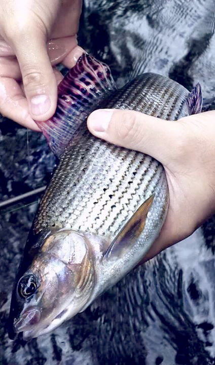Grayling Fishing Ronsfishing