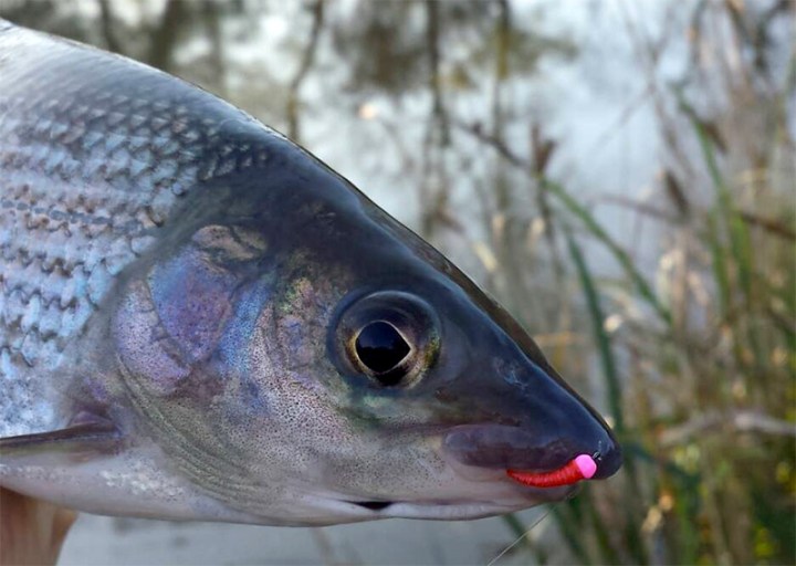 Chalkstream Grayling Nymph-It