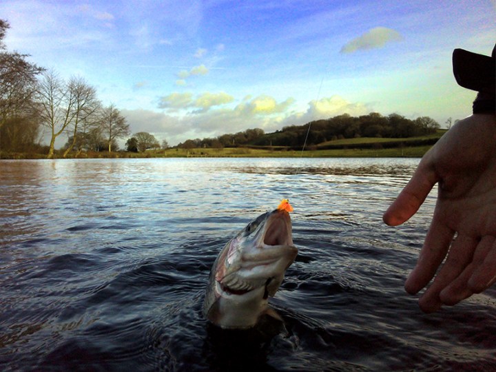 Cwm Hedd Trout Blog Bung
