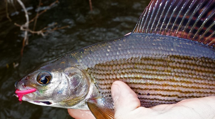 Kieron Jenkins Grayling Fishing Squirmy Worm