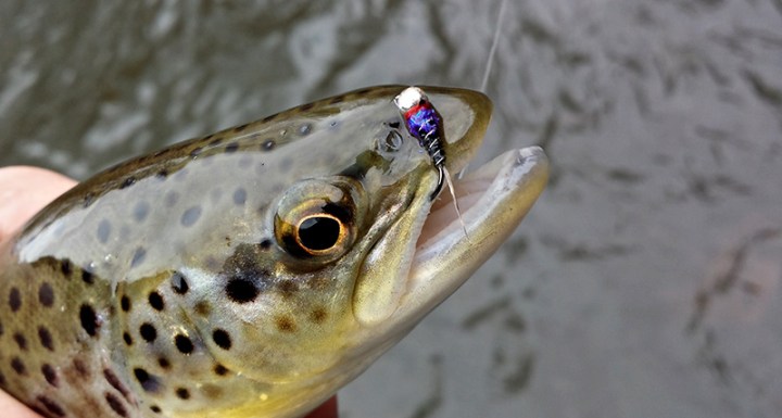 Kieron Jenkins Brown Trout Fishing
