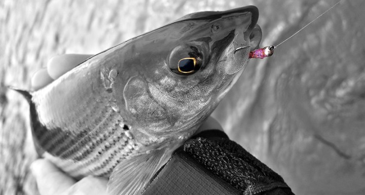 Kieron Jenkins Grayling Fishing